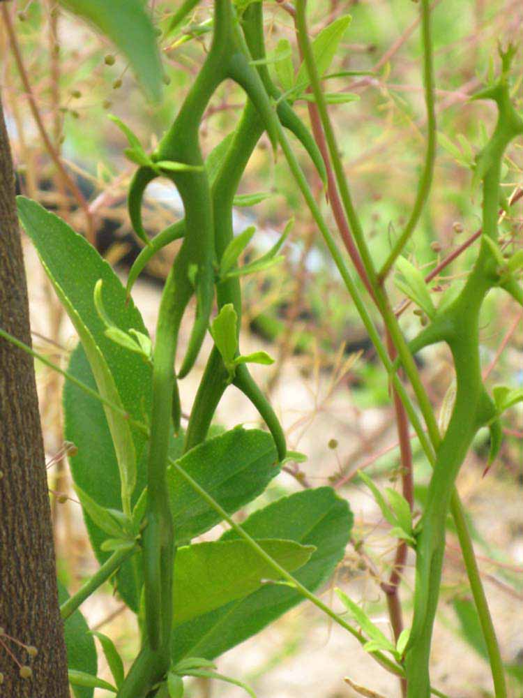            First year twig (Persian, Winter Haven, FL)   